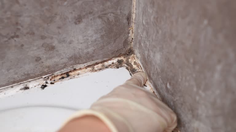 Mold Removal for HVAC Installations in Jackson, KY